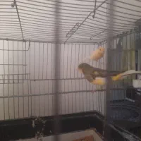 جفت قناری تخم گذار|پرنده|سردشت, |دیوار