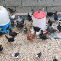 فروش جوجه محلی ۲ماهه