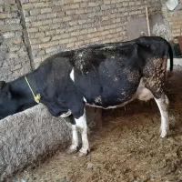 گاوگوساله هلشتین|حیوانات مزرعه|تاکستان, |دیوار