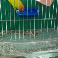 کوتوله فروشی|پرنده|بم, |دیوار