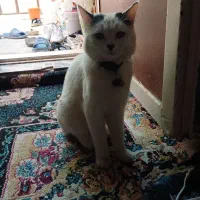 فورش فوری گربه خانگی