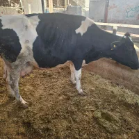 گاوگوساله گاوابستن|حیوانات مزرعه|خرمآباد, |دیوار