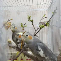 جوجه عروس هلندی