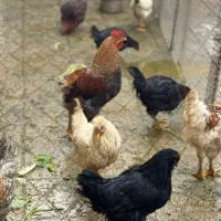 مرغ و خروس محلی سالم و سرحال آماده برای چله|حیوانات مزرعه|ماکو, |دیوار