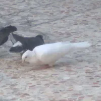 کبوتر فروشی|پرنده|ایذه, |دیوار