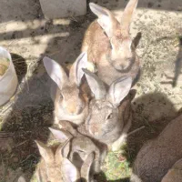 خرگوش کوهی اصل