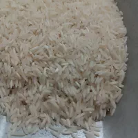 برنج شیرودی