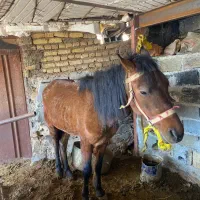 اسب|اسب و تجهیزات اسب‌سواری|تهران, لویزان|دیوار