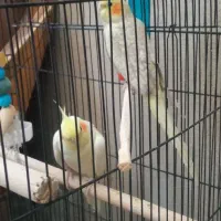 ۱جفت عروس هلندی