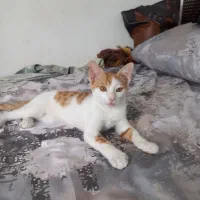 گربه خانگی شناسنامه داره واکس زده