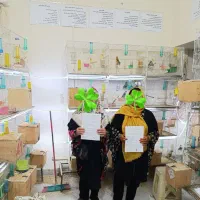 برزیلی، قناری، قفس، گرینچیک|پرنده|رشت, جانبازان|دیوار