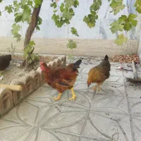 مرغ و خروس|حیوانات مزرعه|فردیس, فردیس|دیوار