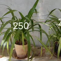 انواع گل بزرگ کوچیک