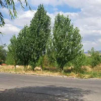 ویلا کنار پل معلق و چسبیده به پارک جنگلی|اجارهٔ کوتاه‌مدت ویلا و باغ|مشگین شهر, |دیوار