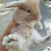 خرگوش لوپ|موش و خرگوش|هشتگرد, اردهه|دیوار