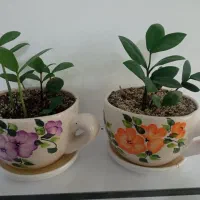 گل زاموفیلیا