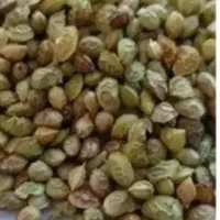 فروش بذر خشه