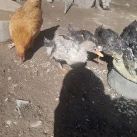 دو عدد اردک بفروش میرسد|حیوانات مزرعه|دشتک, |دیوار