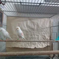 فروش یک جفت قناری ماده