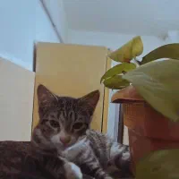 واگذاری گربه چهارماهه|گربه|تهران, شهرآرا|دیوار