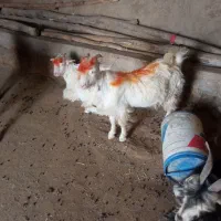 این دوتا بیگ دزدیده شده