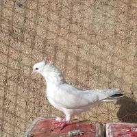 تهرانی درجه یک|پرنده|بروجرد, |دیوار