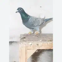 کبوتر گمشده