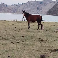 نریان دوسال