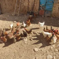 پرنده|حیوانات مزرعه|فریدونشهر, |دیوار