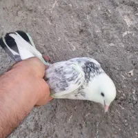 کبوتر کفتر