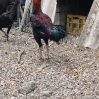 خروس لاری اصیل