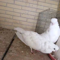 کبوتر نقش|پرنده|تفت, |دیوار