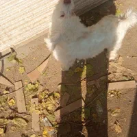 سگ بیشون فریزر|سگ|چهاردانگه (تهران), |دیوار