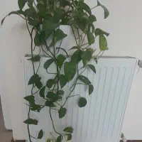 گل باگلدان سفالی