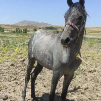 کره مادیان ۲۰ ماهه