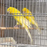 قناری رسمی بلند فری گلاستر موزاییکی|پرنده|قم, سیدان|دیوار