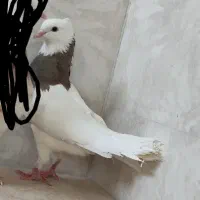ماده طوق