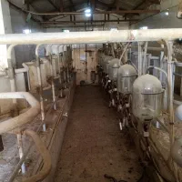 دامداری صنعتی باقابلیت تغییر کاربری|فروش دفتر صنعتی، کشاورزی، تجاری|ملکآباد, |دیوار