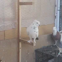 کفتر|پرنده|خمینی‌شهر, |دیوار