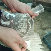 کبوتر پرشی خوش رنگ|پرنده|آستانه اشرفیه, |دیوار