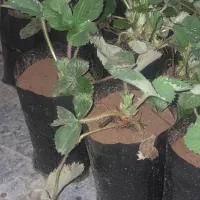 شیتیل توت فرنگی