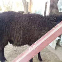 یک دونه بره