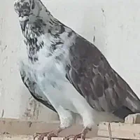 کبوتر یاکفتر