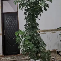 گل طبیعی|گل و گیاه طبیعی|جوانرود, |دیوار