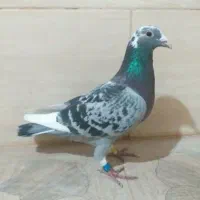 پلاکی گم شده