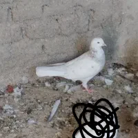 کفتر|پرنده|اردکان, |دیوار