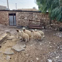گوسفند