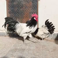 تخم،جوجه،مرغ زینتی لاکنولدر ورورک، اپنزلر،|حیوانات مزرعه|مشهد, شهید فرامرز عباسی|دیوار