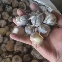 موسیر کوهی
