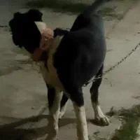 واگذاری توله نر سگ افغان اصیل گله ای ونگهبان|سگ|مشهد, امامیه (شهرک غرب)|دیوار